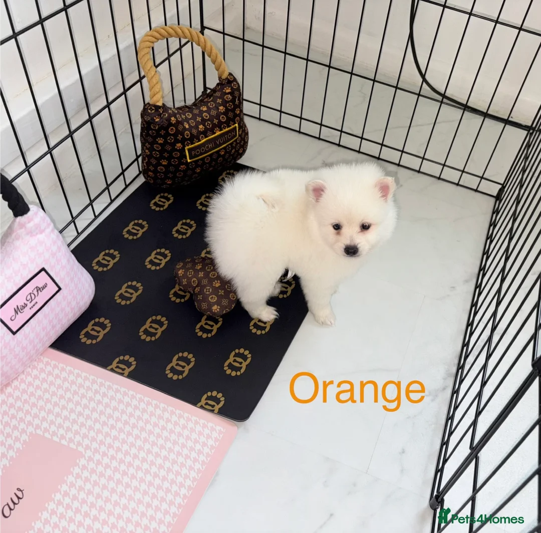 Japanese Spitz dogs for sale: Beautiful Japanese spitz puppy’s  - Advert 14