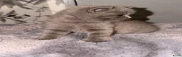 British Shorthair cats for sale: British shorthair kittens  - Advert 34