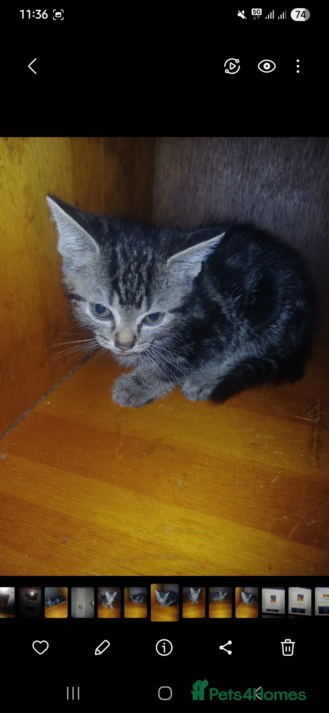 Domestic Shorthair cats for sale: 3 kittens looking for lovely home - Advert 2