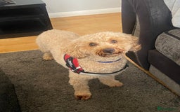 Toy Poodle dogs for sale: Sweet toy puddle needing a special home! - Image 1