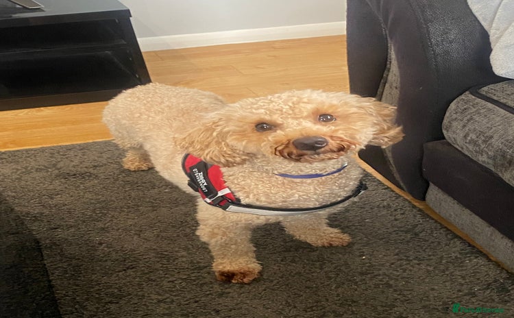 Toy Poodle dogs - Advert 8
