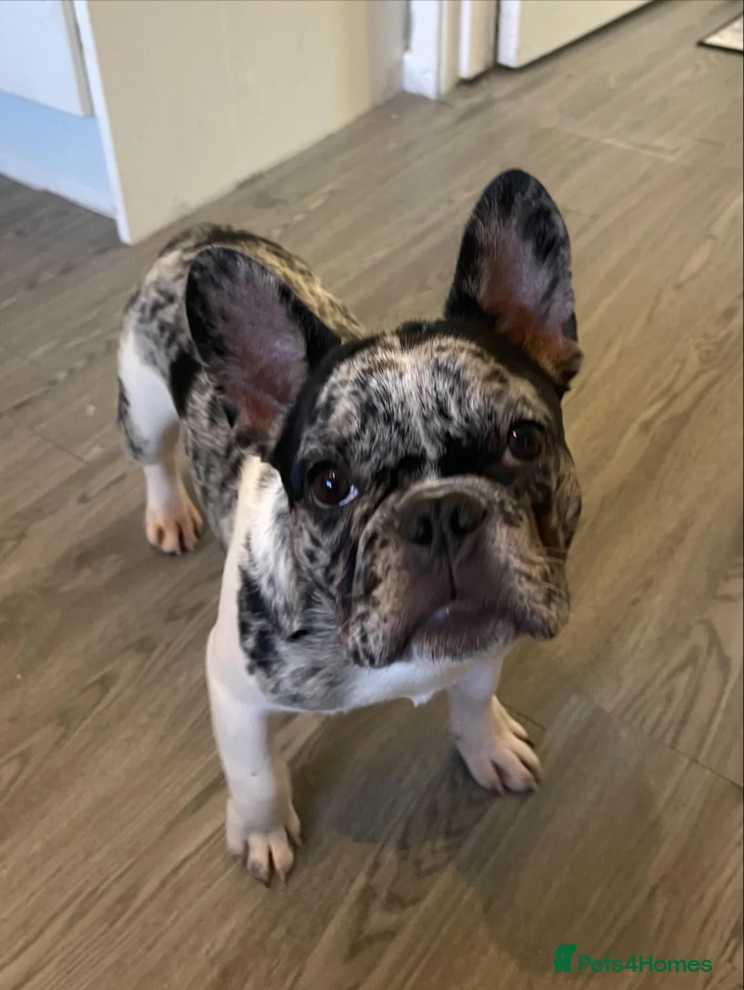 French Bulldog dogs for sale: French bulldog  - Advert 5