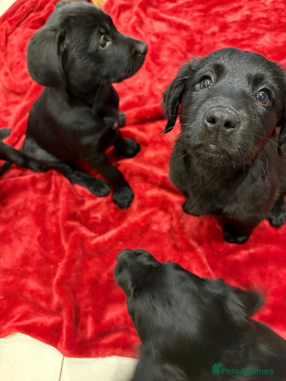 Mixed Breed dogs Two LEFT Rare black golden cocker puppies  - Advert 16