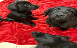 Mixed Breed dogs for sale: Rare black golden cocker puppies - Image 5