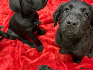 Mixed Breed dogs - Advert 12