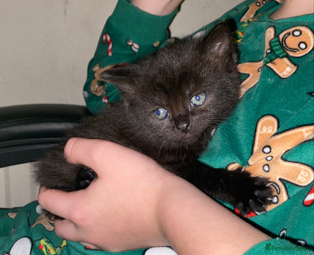 British Shorthair cats for sale: British shorthair black cross kittens  - Advert 19