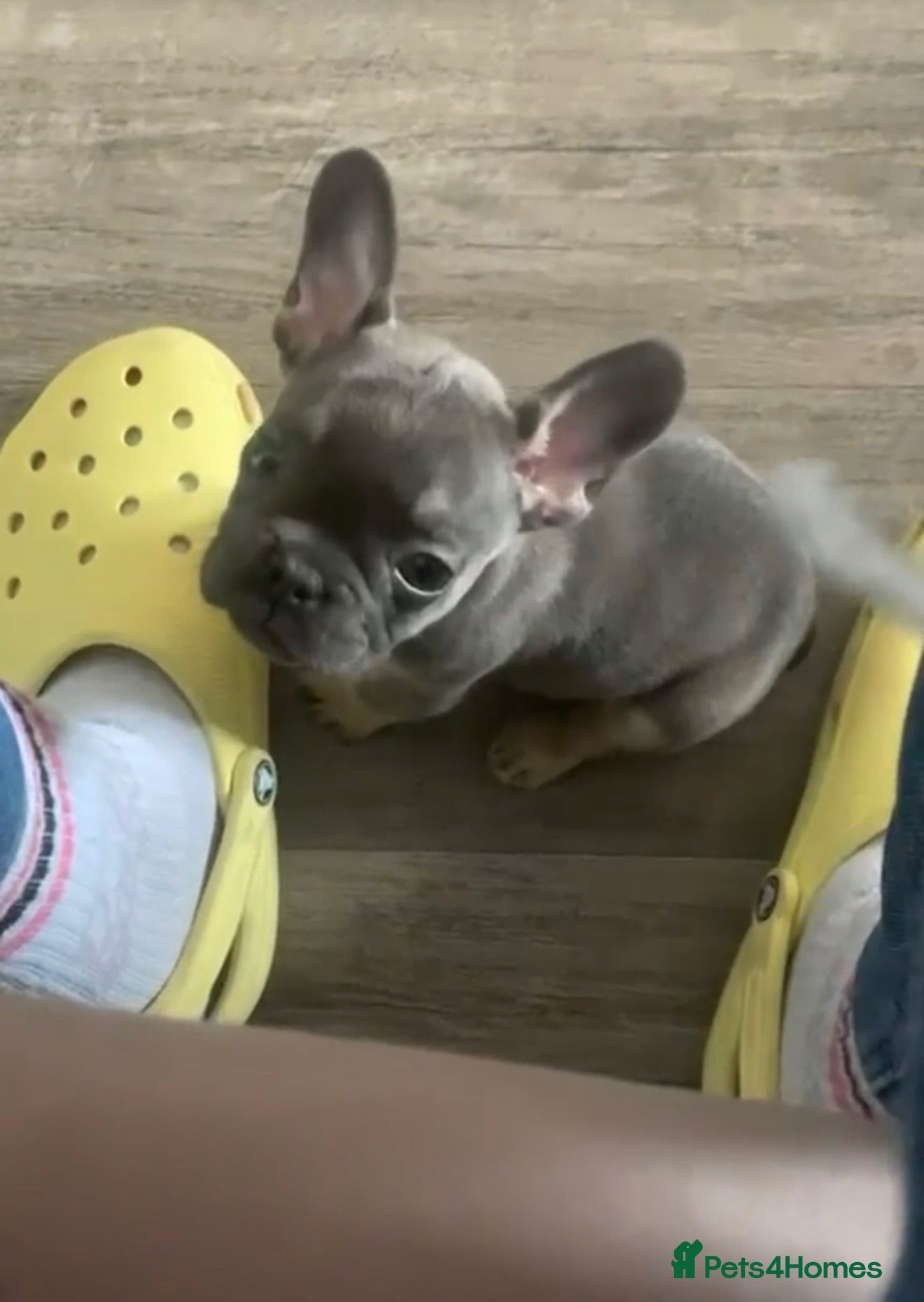 French Bulldog dogs Mylo - French Bulldog  - Advert 1
