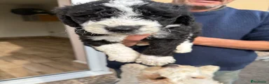Mixed Breed Puppy 4