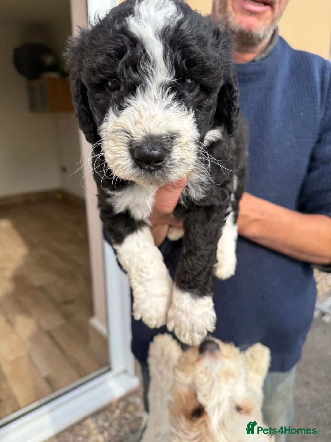 Mixed Breed dogs for sale: Cockerpoo x Sheepadoodle in Boston - Advert 2