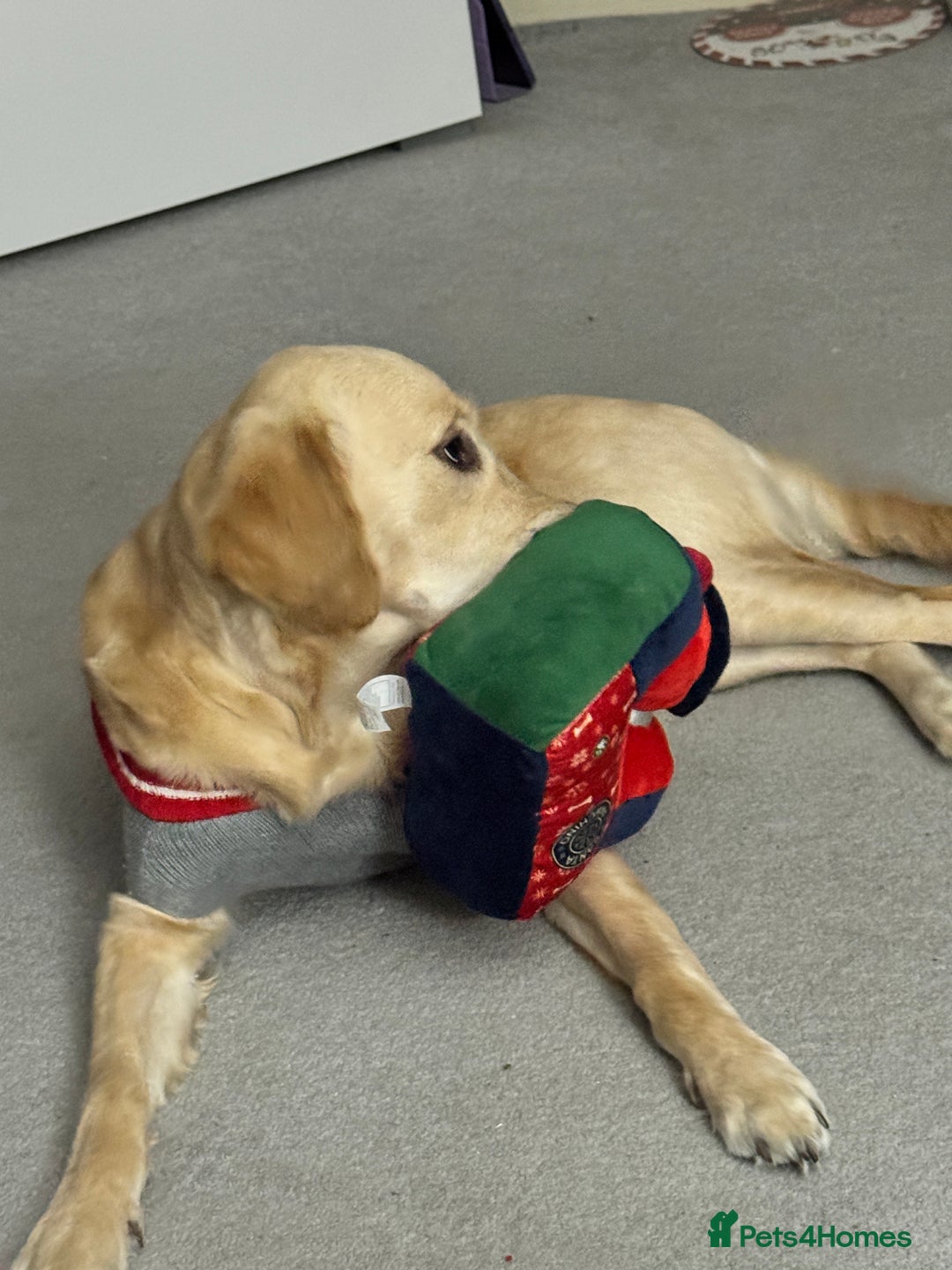 Golden Retriever dogs for sale: 7 month old female golden retriever - Advert 2