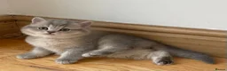 British Shorthair cats for sale: GCCF/TICA British Shorthair Champion line Kittens - Advert 15