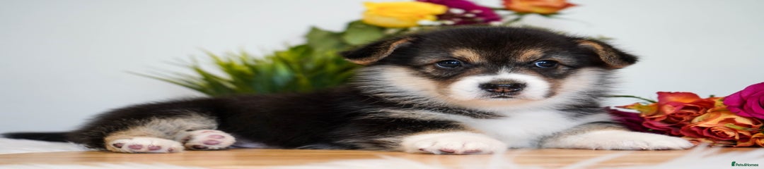 Welsh Corgi Pembroke - Tricolour (Girl)