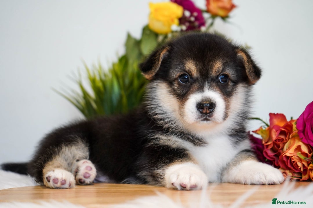 Welsh Corgi Pembroke dogs for sale: Welsh Corgi (Pembroke) - Image 17