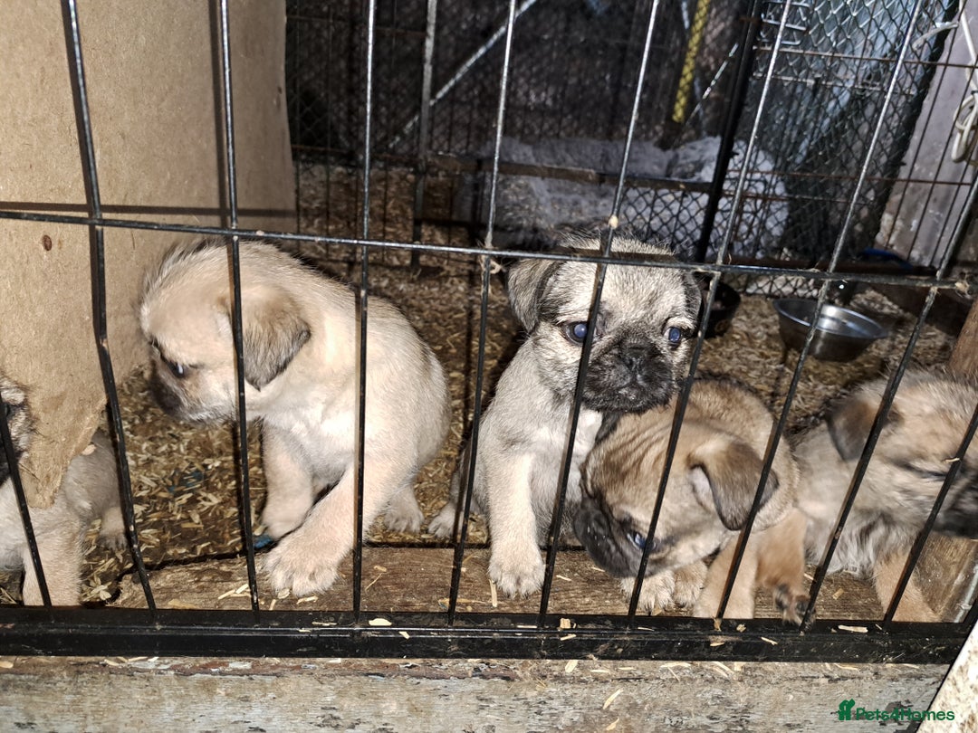 Mixed Breed dogs for sale: Perfect litter of pug cross shih-tzu  - Advert 15