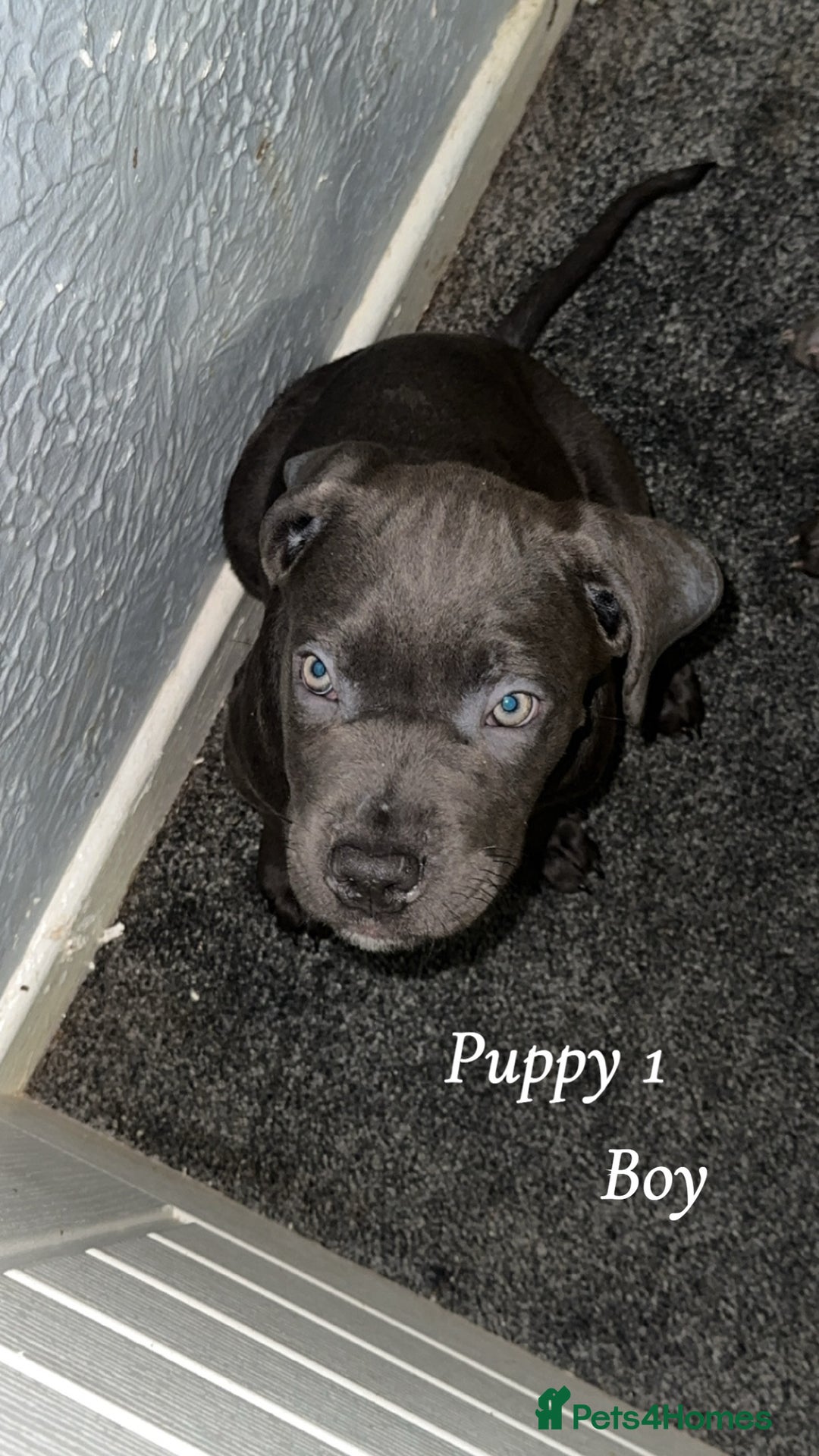 Cane Corso dogs for sale: Cane corso pups  - Advert 2