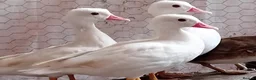 Ducks poultry for sale: 5x Beautiful Young Mandarin Ducks  - Advert 5