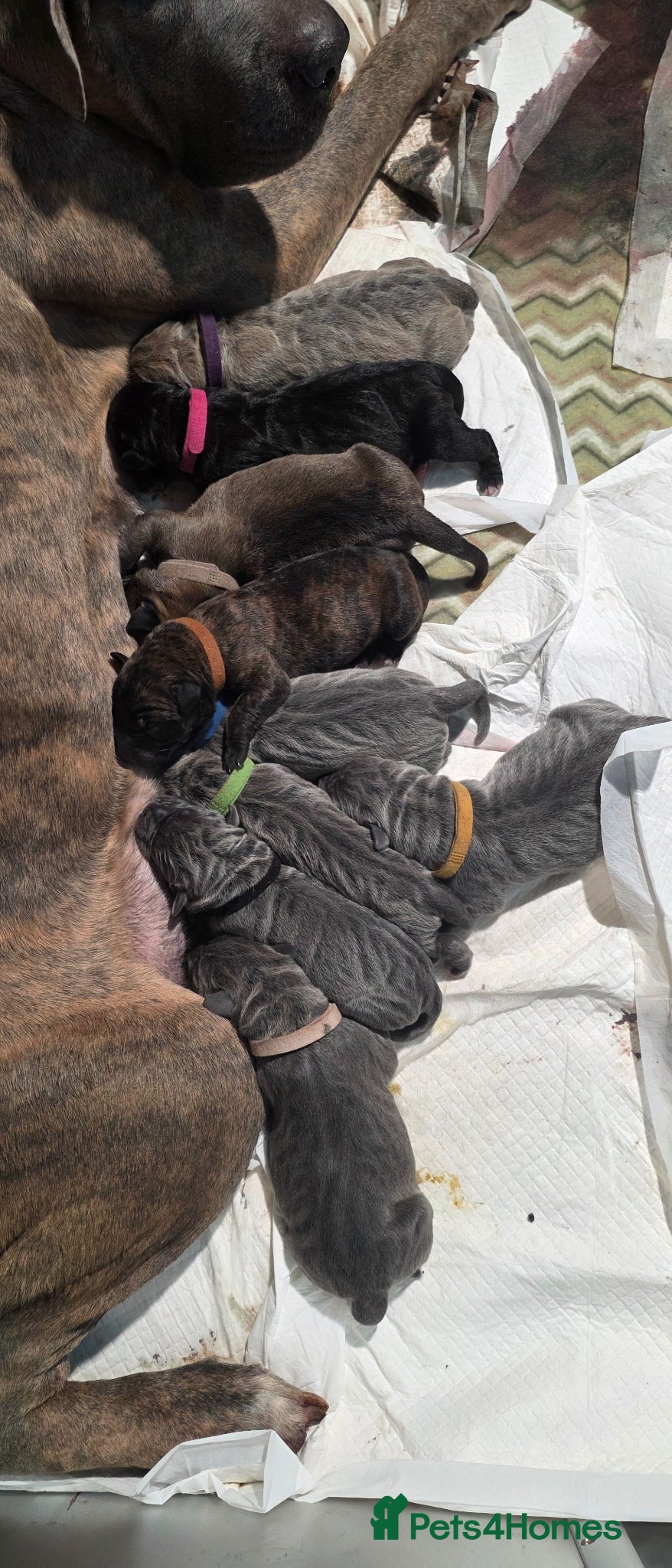 Cane Corso dogs for sale: Cane Corso Puppies - Advert 1