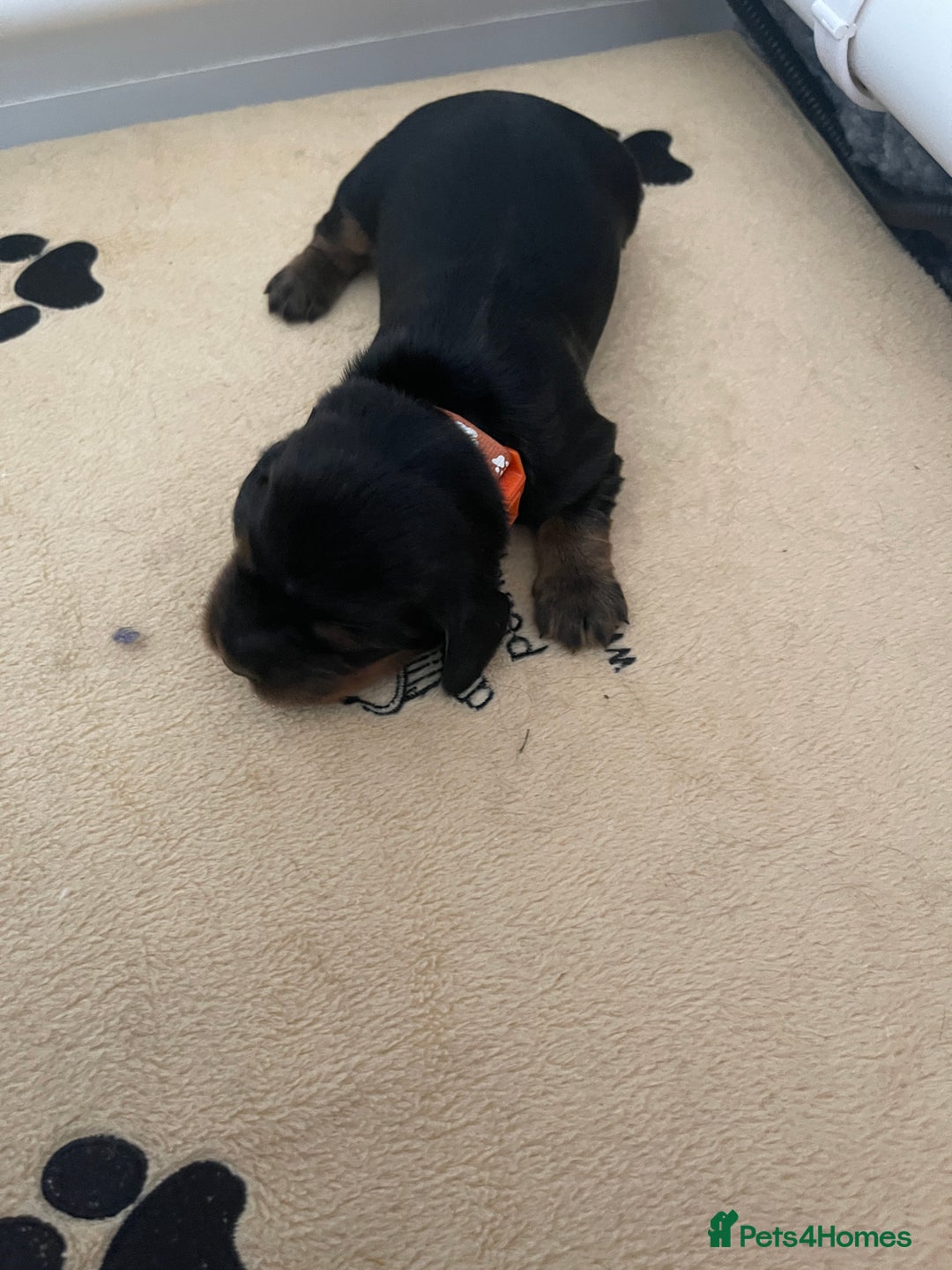 Cocker Spaniel dogs for sale: KC Registered Show Cocker Spaniels - Image 8