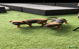 Border Terrier dogs for sale: 2 boys KC Border Terrier Pups SLEM CLEAR  - Image 8