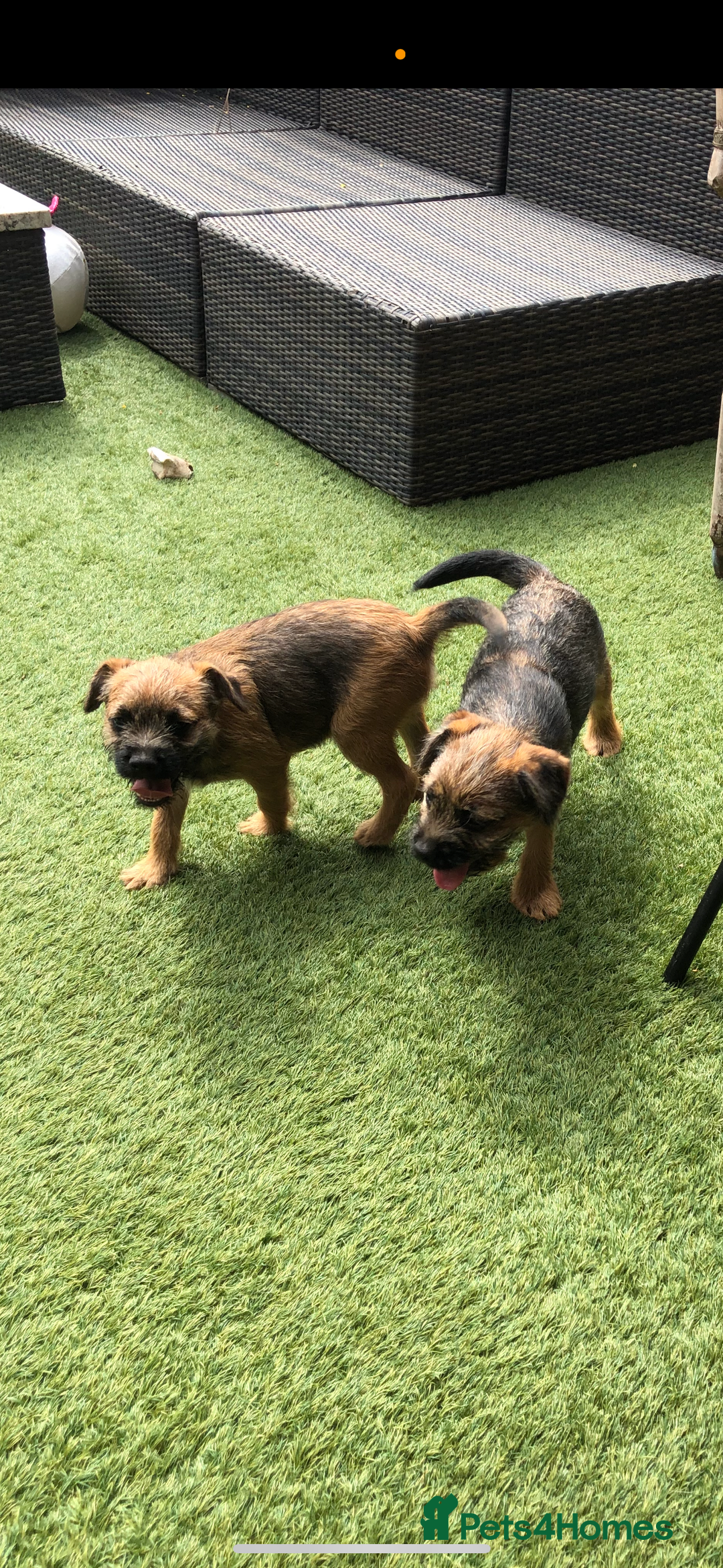 Border Terrier dogs for sale: 2 boys KC Border Terrier Pups SLEM CLEAR  - Image 8