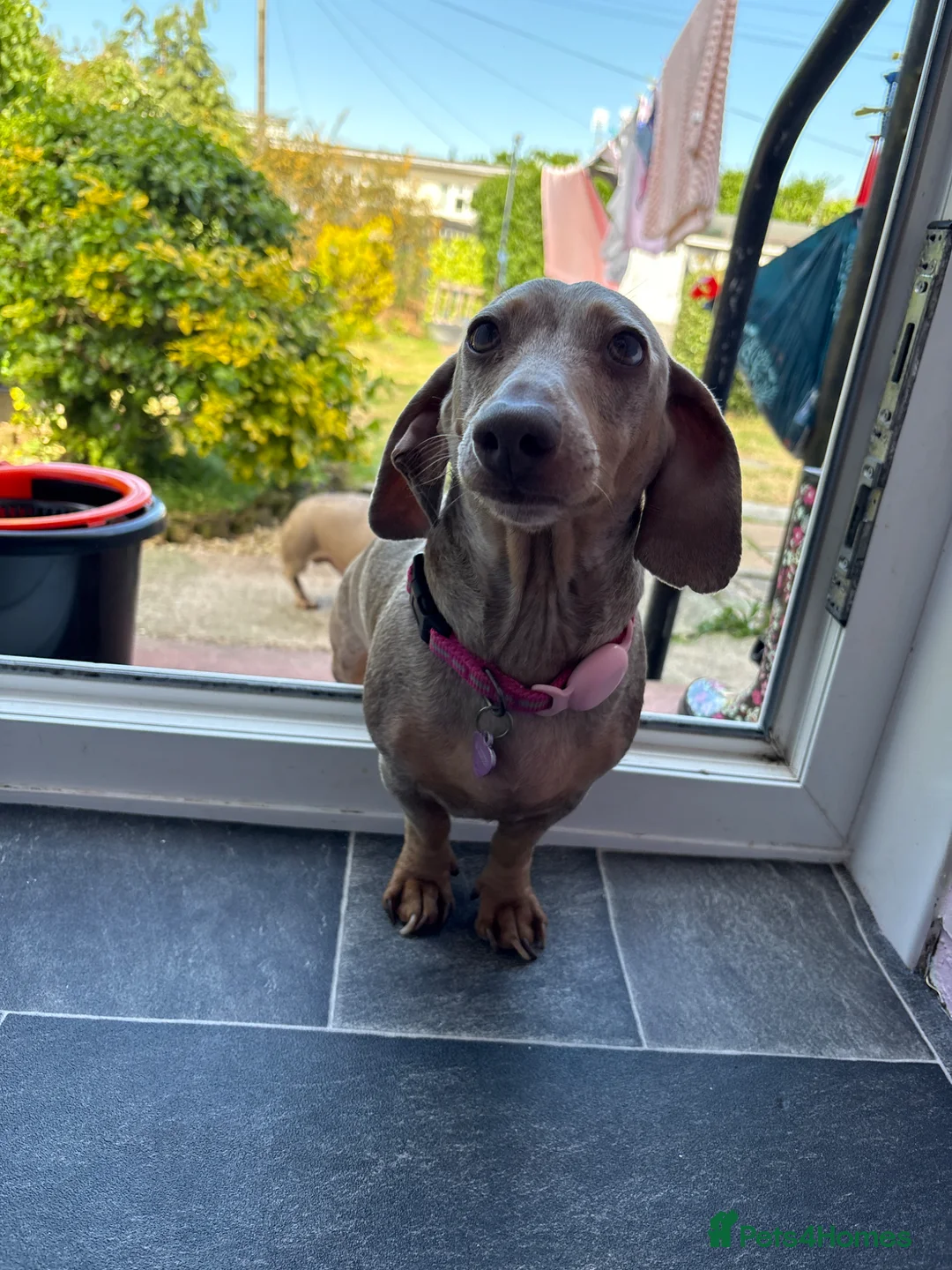 Miniature Dachshund dogs for sale: two beautiful dachshund puppies - Advert 5