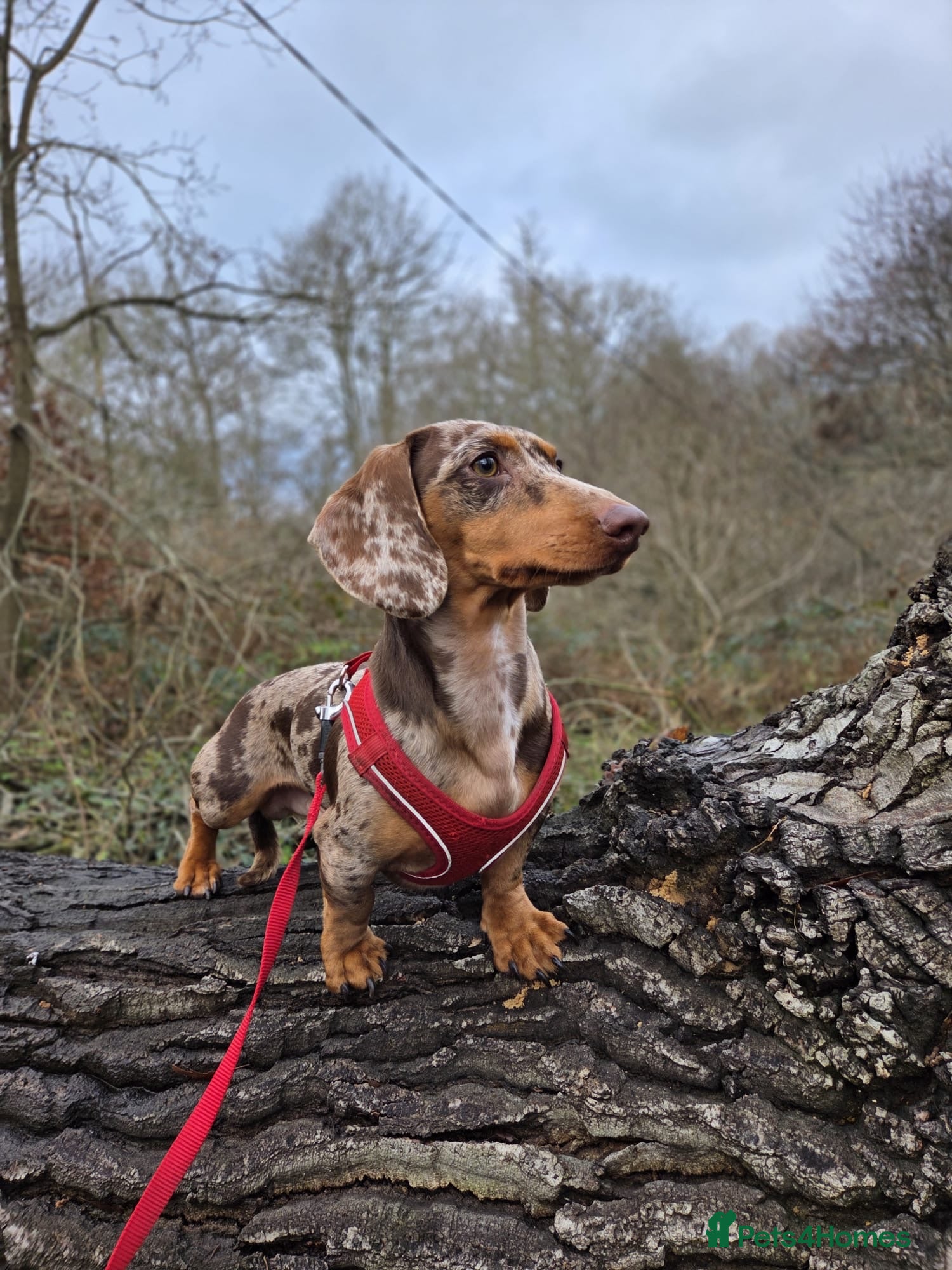 Miniature Dachshund dogs Dapple Miniature Dachshund  - Advert 2