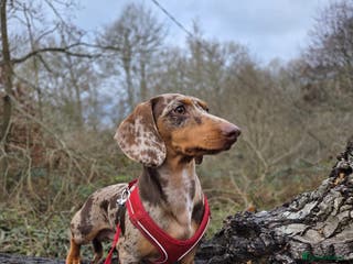 Miniature Dachshund dogs Dapple Miniature Dachshund - Advert 20