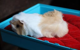 Guinea Pig rodents for sale: Peruvian long haired Babies - Advert 1