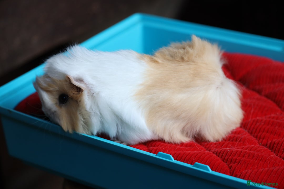 Guinea Pig rodents for sale: Peruvian long haired Babies - Advert 1