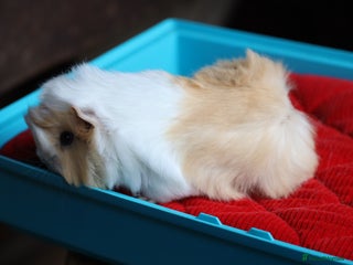 Guinea Pig rodents Peruvian long haired Babies - Advert 1