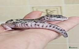 Leopard Gecko reptiles for sale: Blacknight macksnows and supersnows in tremper - Image 26