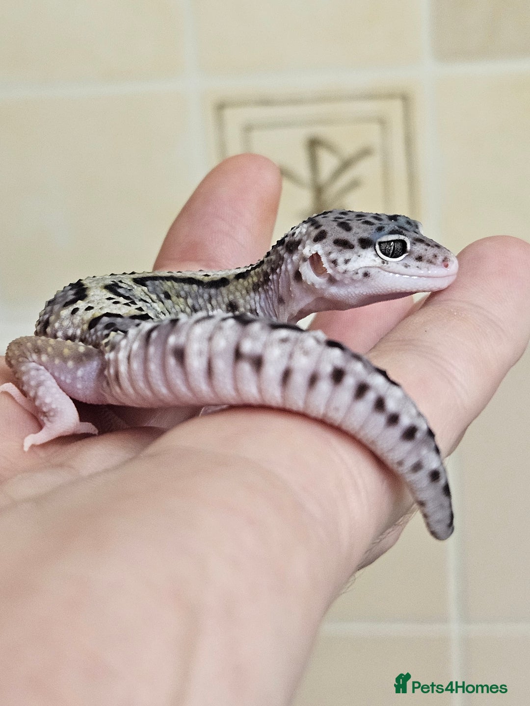 Leopard Gecko reptiles for sale: Blacknight macksnows and supersnows in tremper - Image 26