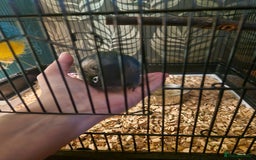 Conures birds for sale: Violet turquoise gcc - Image 3
