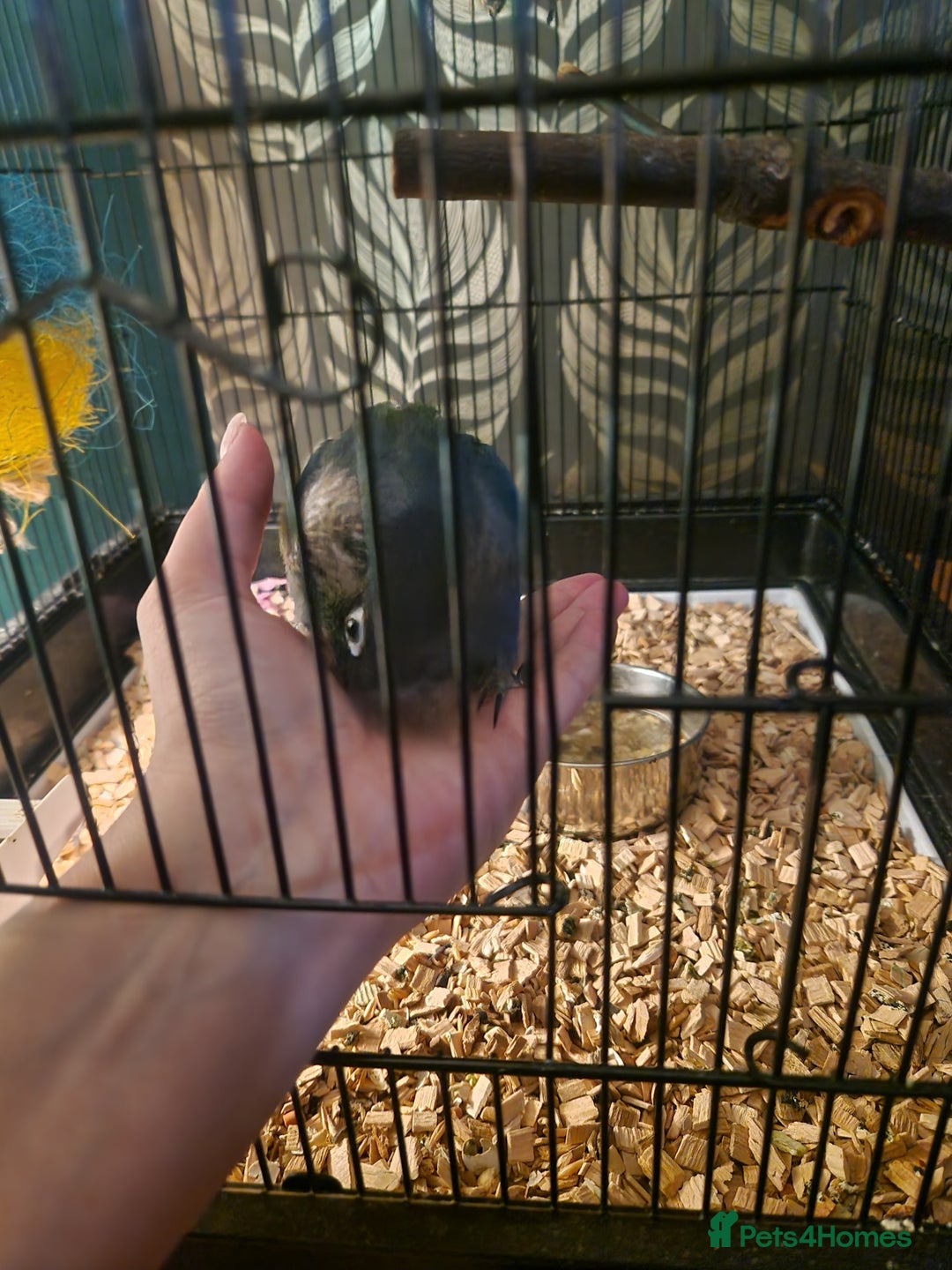 Conures birds for sale: Violet turquoise gcc - Image 3