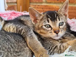 Bengal cats Unique bengal/abysinnian kittens - Advert 1