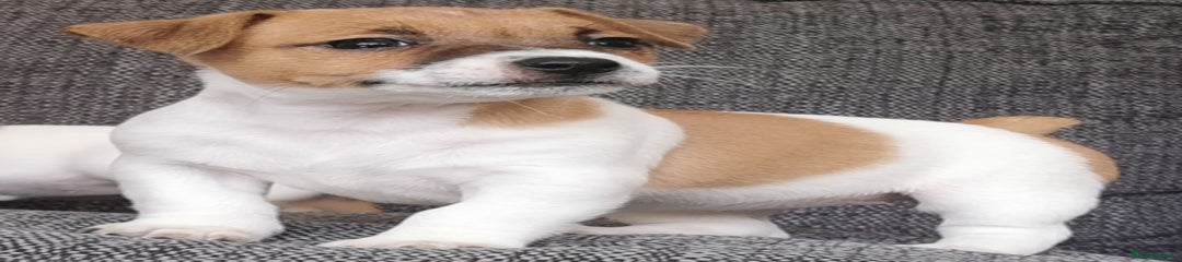 Jack Russell Puppy 5