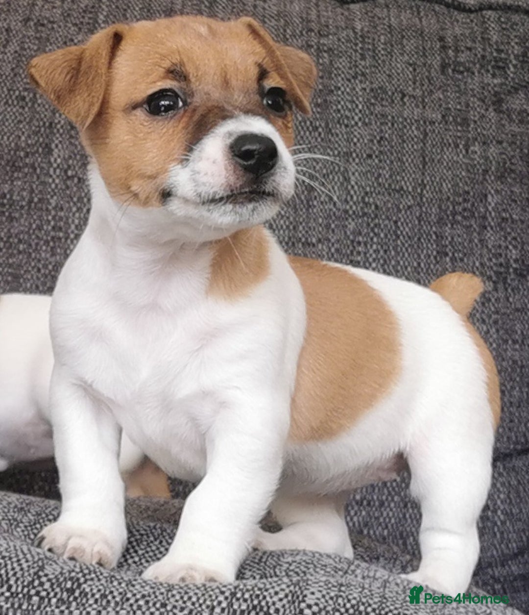 Jack Russell dogs for sale: Super quality vet docked working Jack Russells - Image 4