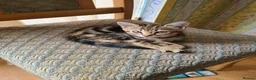 Mixed Breed cats for sale: 4 cute but shy kitten looking for new home - Advert 8