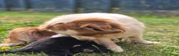 Australian Shepherd dogs for sale: Australian Shepherd  - Advert 28