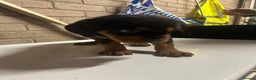 Mixed Breed dogs for sale: Cocker spaniel/Rottweiler  - Advert 14
