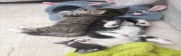 Mixed Breed cats for sale: Last female kitten - Advert 5