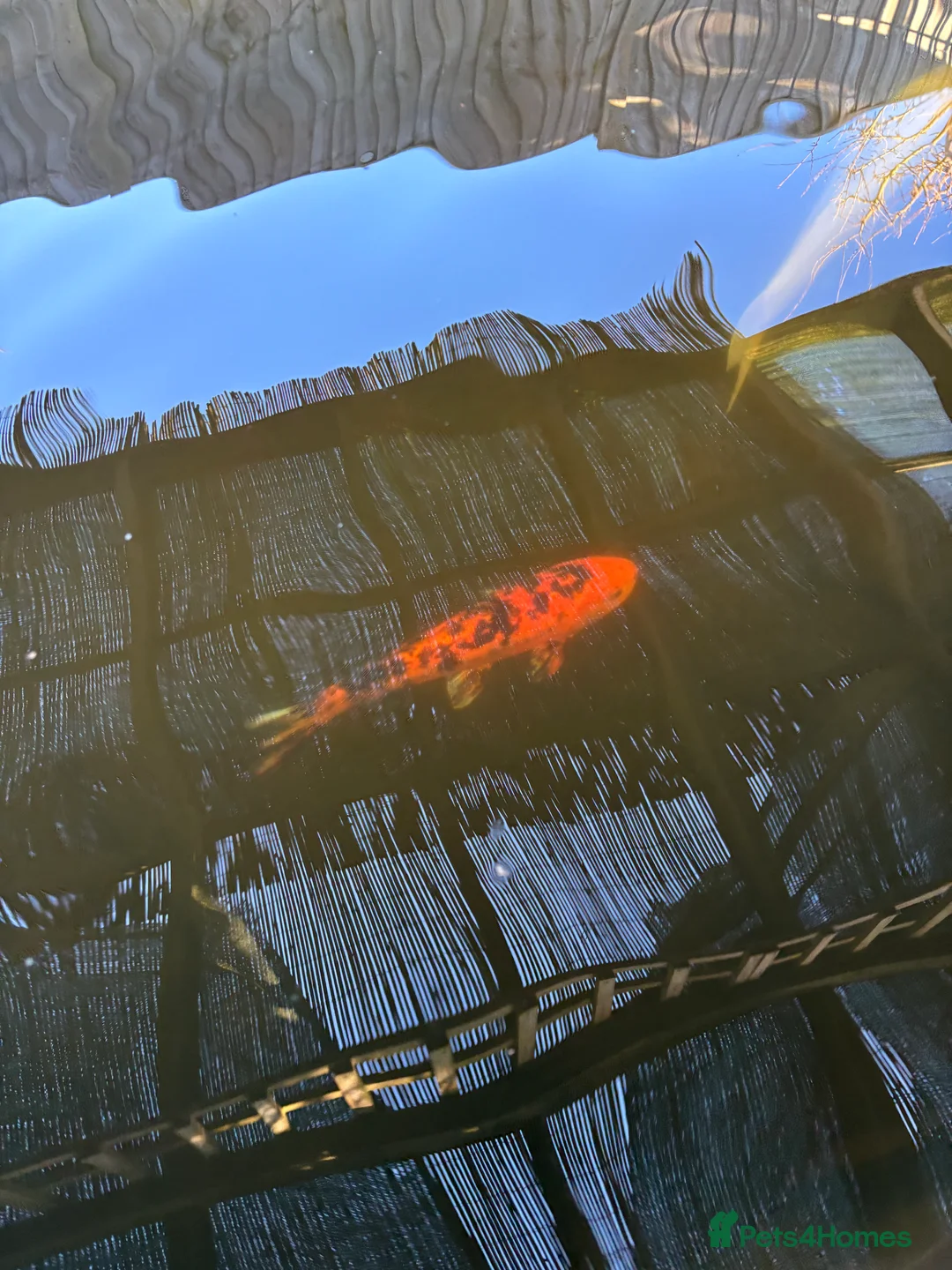 Koi Carp fish for sale: 5 koi for sale in Sandy - Advert 2