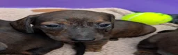 Miniature Dachshund dogs for sale: Miniature Dachshund  - Advert 11