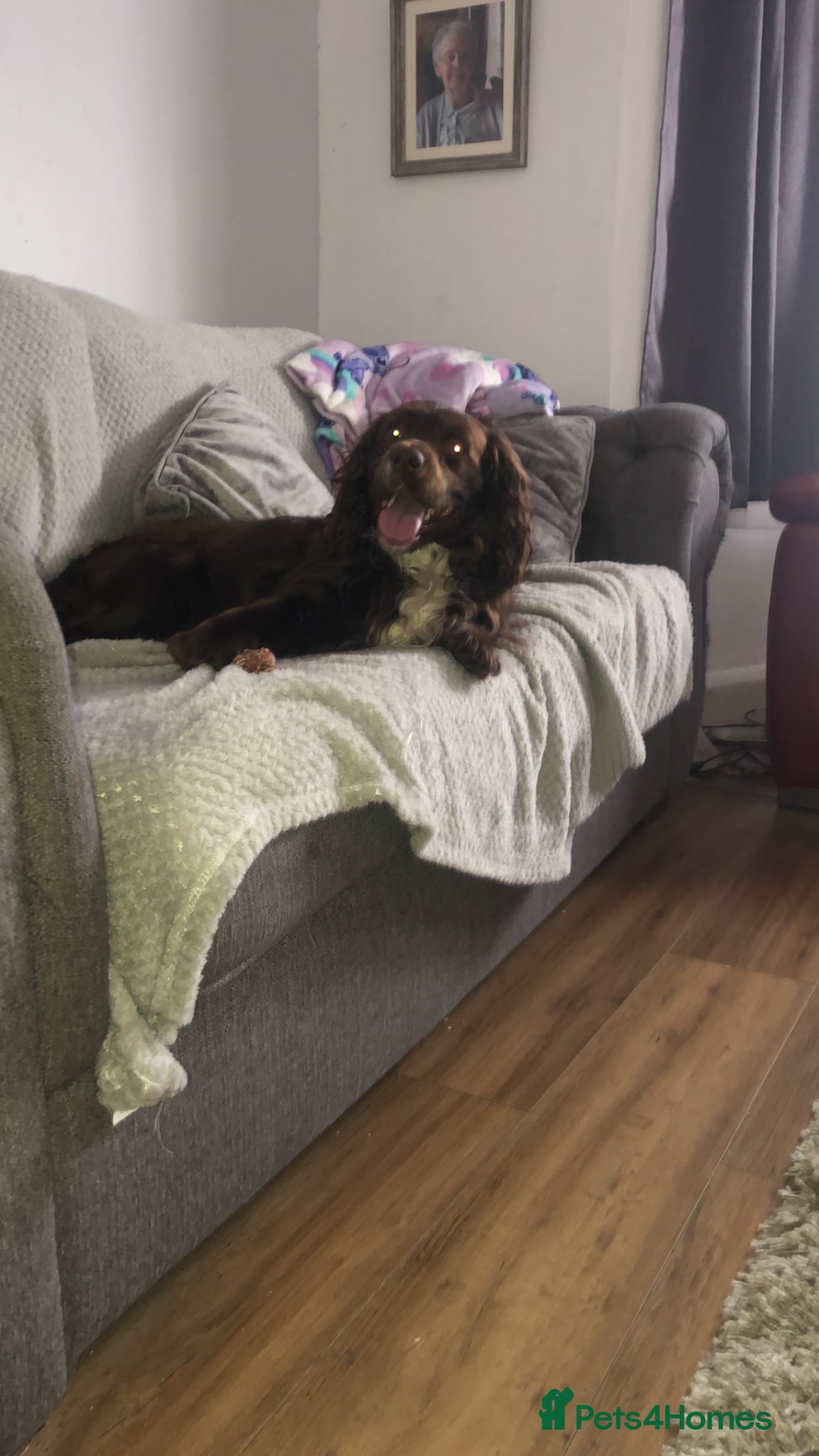 Cocker Spaniel dogs Cocker spaniel - Advert 1
