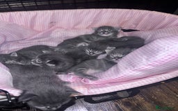 Maine Coon cats for sale: READY NOW Maine coon kittens  - Image 3
