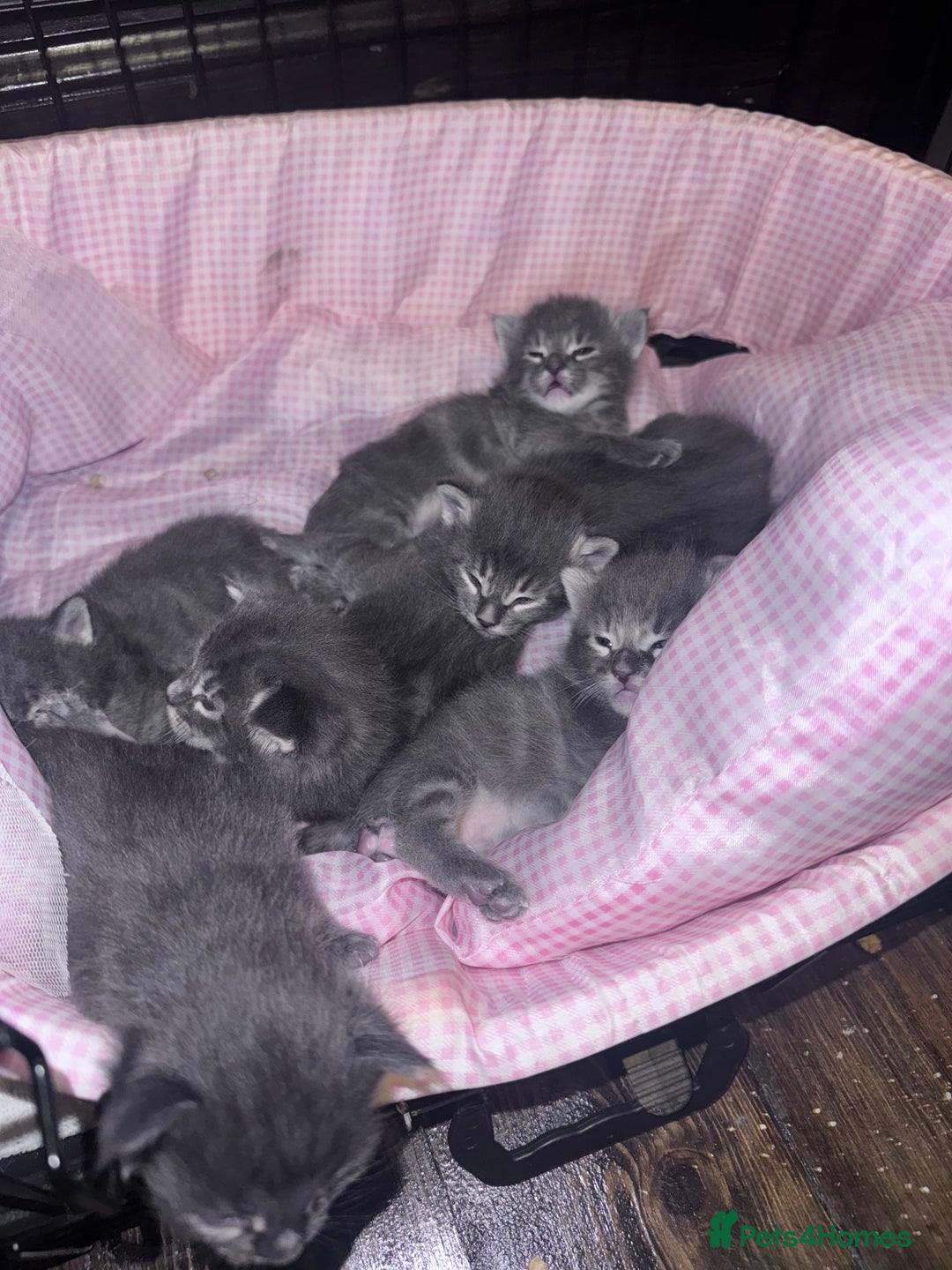 Maine Coon cats for sale: READY NOW Maine coon kittens  - Image 3