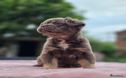French Bulldog dogs for sale: Fluffy french bulldogs carrying Pink - Image 21
