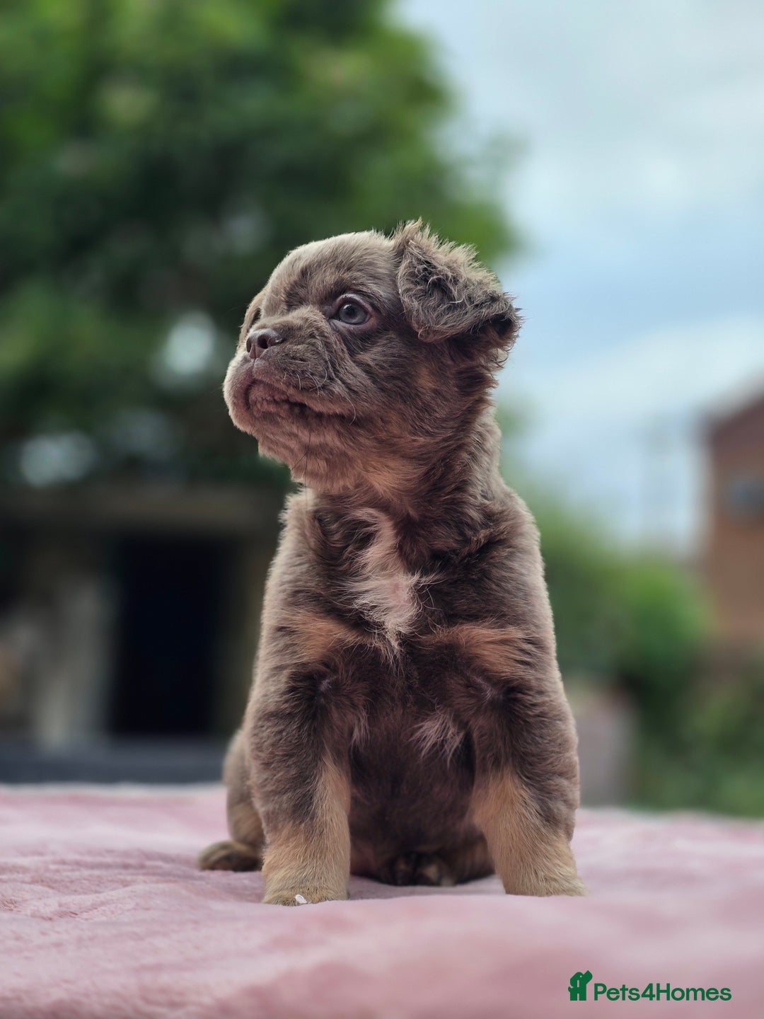 French Bulldog dogs for sale: Fluffy french bulldogs carrying Pink - Image 21