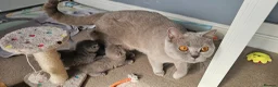 British Shorthair cats for sale: 8 BSH Kittens- 4 of them reserved - Advert 5