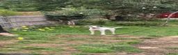 Mixed Breed dogs for adoption: Flipper for adoption in Hastings - Advert 7